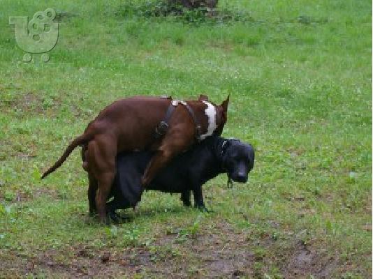 PIT BULL
